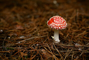 A red fly agaric in a summer forest under the pine branches, close-up. 