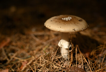 The mushroom Amanita virosa in a summer forest on the ground of fallen dry needles, toxic, dangerous, and beautiful mushrooms.