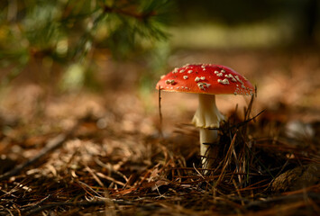 A red fly agaric in a summer forest under the pine branches, close-up.  - obrazy, fototapety, plakaty