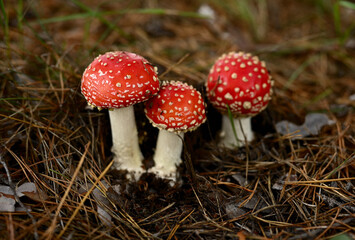 Three red fly agarics in a summer forest on the ground covered with dry pine needles, close-up.