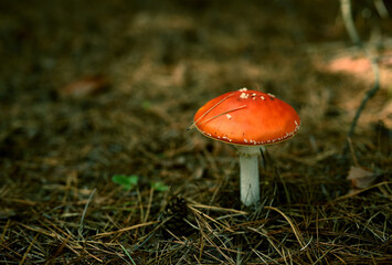 A red fly agaric in a summer forest under the pine branches, close-up. 