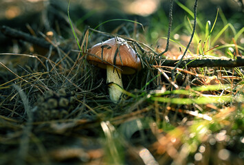 One boletus mushroom has grown from under the coniferous litter in the summer forest. The boletus is close-up with a brown, young cap and yellow underside.