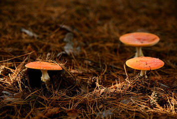 Three red fly agarics in a summer forest on the ground covered with dry pine needles, close-up.