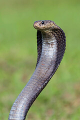 Javanese spitting cobra on a grassland