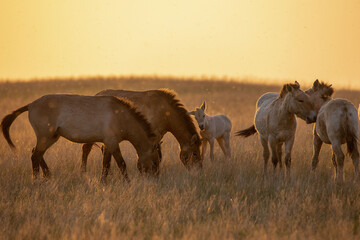 Wild Przewalski's horses. A rare and endangered species originally native to the steppes of Central...