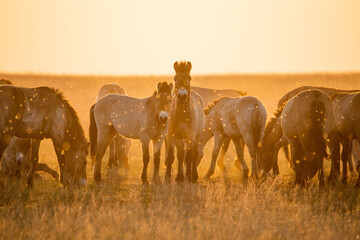 Wild Przewalski's horses. A rare and endangered species originally native to the steppes of Central...