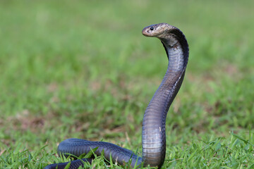 Javanese spitting cobra on a grassland