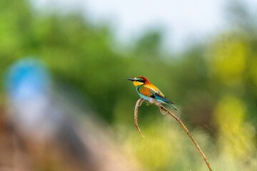 The bee-eater on its perch. Colorful birds.