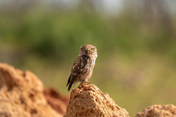 Little owl (Athene noctua) is a small owl species from the owl family