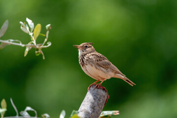 Male Crested Lark in the bush. copy space.