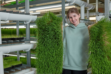 Among racks with different types bright green micro greens stands smiling girl with sprouted wheat grains. Large pallets of fresh microgreens from wheat in hands of pretty girl employee of green farm.