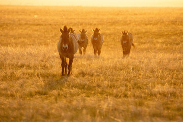 Wild Przewalski's horses. A rare and endangered species originally native to the steppes of Central Asia. Reintroduced at the steppes of South Ural. Sunset, golden hour