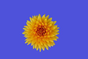 yellow dahlia on blue background