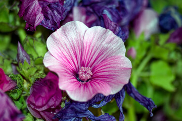 Garden, flowers and blossoms: Isolated single flower of a cup mallow, Malva trimestris