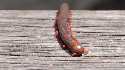 Captivating closeup of a millipede crawling on a wooden staircase in a forest. The insects...