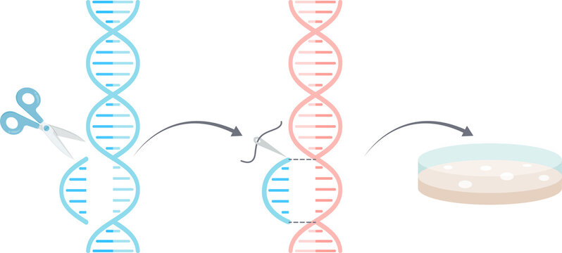 Gene editing double helix DNA concept illustration graphic with transparent background