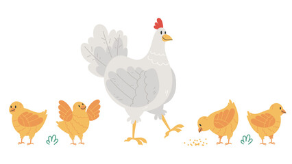 Chicken family farm isolated set. Vector graphic design illustration