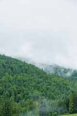 Mountain forest. Forest landscape in the mountains. Landscape of the forest in the mountains of the Ukrainian Carpathians