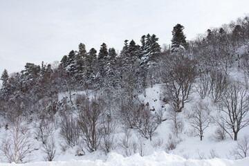 A frosty winter morning in a mountainous area with frozen nature and snow captivity.