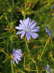 blue flowers of wild plant chicory - Cichorium intybus on meadow in summer close up