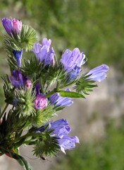 pretty colorful pink and blue flowers of Echium plantagineum plant in the garden