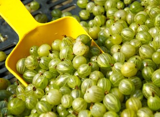 green sour and sweet tasty fruits of gooseberry close up