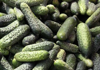 green cucumbers with various condiments for prepare salad as preserve