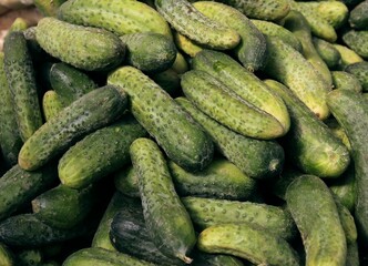 green cucumbers with various condiments for prepare salad as preserve