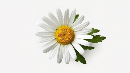 Daisy flower isolated on white background as package design element. Generative Ai