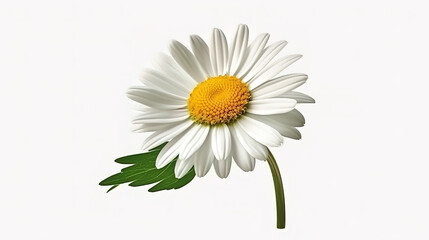 Chamomile flower or White Daisy isolated. Generative Ai