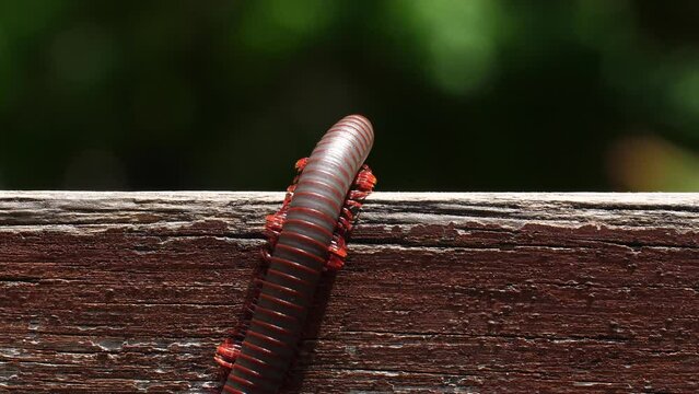 Extreme close up of millipede crawling on wooden stairs. Detailed macro shot of brown arthropod in natural environment. Concept of wildlife and nature.