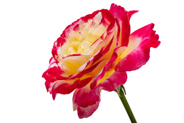 Fototapeta na wymiar red rose flower isolated