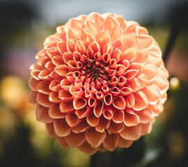 orange dahlia flower
