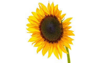 Fototapeta premium sunflower isolated