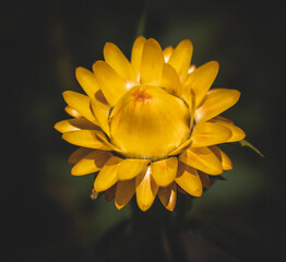 yellow flower on black