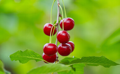 cherry berries on a tree in summer