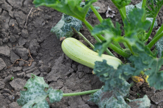 zucchini growing in the garden