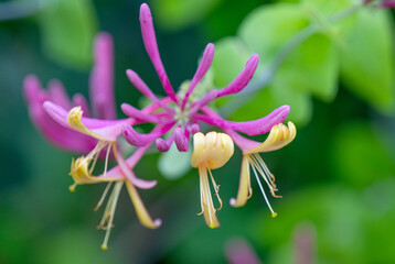 blooming honeysuckle close up in summer