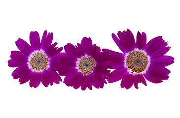 cineraria flower isolated