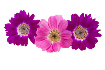 cineraria flower isolated