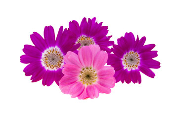 cineraria flower isolated