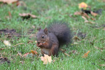 squirrel eating nut