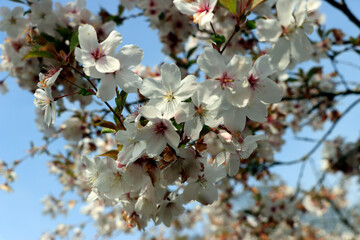 tree blossom