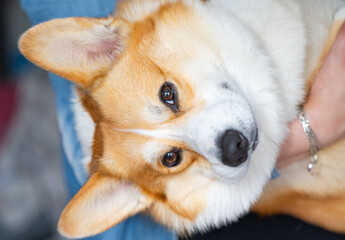 Obraz premium pembroke welsh corgi close up
