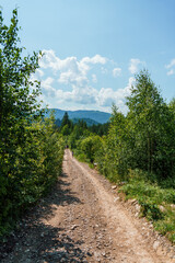 Fototapeta na wymiar Road in the mountains in the forest. Landscape of mountain forest