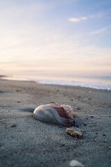 Fototapeta na wymiar Jellyfish on the Shore 5