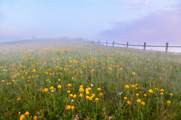 Early morning on the meadow with yellow flowers and wooden fence, pink sky. Ukraine, carpathians.