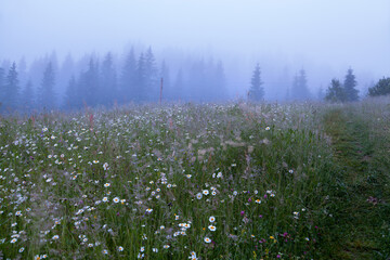 Early morning on the flower meadow near the spruce forest, Ukraine, Carpathians.