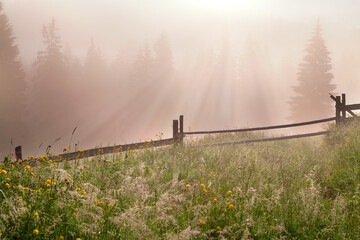 Foggy morning near the spruce forest, dewy grass and wooden fence in the foreground, sun rays through the fog. Ukraine, Carpathians.