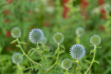 Bolt thistle flowers in macro image